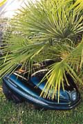Auto Mower can even cut under bushes and hedgerows. Crash sensors ensure that the mower turns away when the area becomes too small.